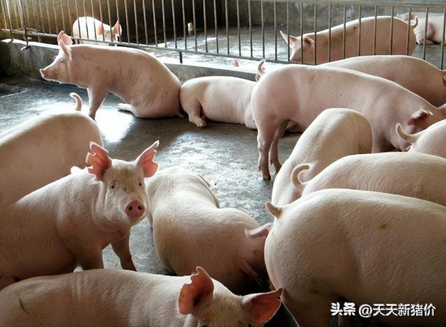 猪价有变！2025216全国各地生猪价格！机构预测猪价未来走势(图2)