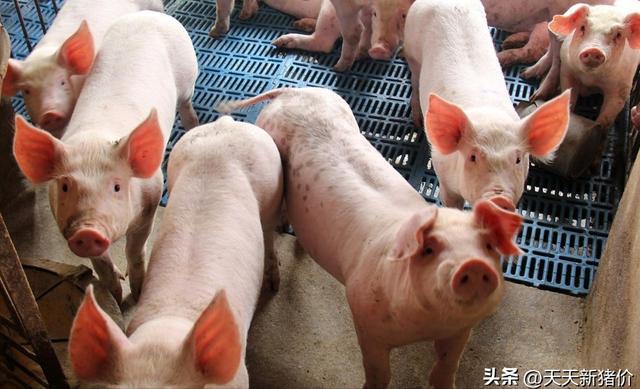 猪价有变！2025216全国各地生猪价格！机构预测猪价未来走