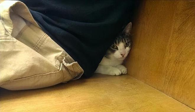 猫咪这些“坏行为”其实是智商高的表现别误会了！(图12)