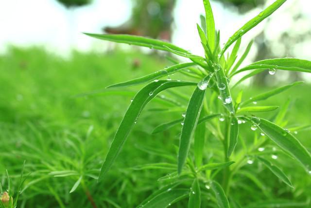 雨水节气后建议中老年：少吃猪肉和牛肉多吃3菜去掉寒和湿
